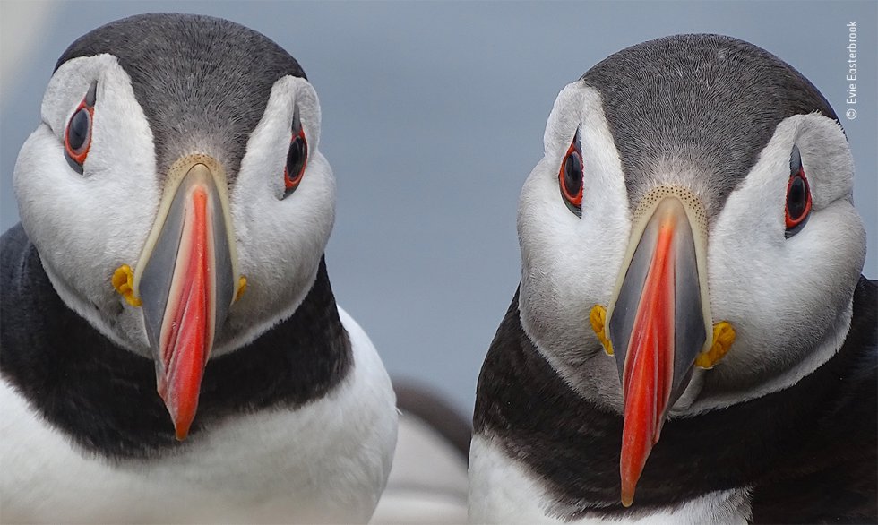 Un par de frailecillos atlánticos se detienen cerca de la madriguera de su nido, en las islas Farne, frente a la costa nororiental de Inglaterra. Cada primavera, estas pequeñas islas de Northumberland atraen a más de 100.000 parejas reproductoras de aves marinas.