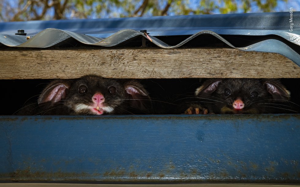 Dos zarigüeyas, madre (izquierda) e hija, se asoman desde su escondite bajo un techo en un parque de vacaciones en Yallingup (Australia).