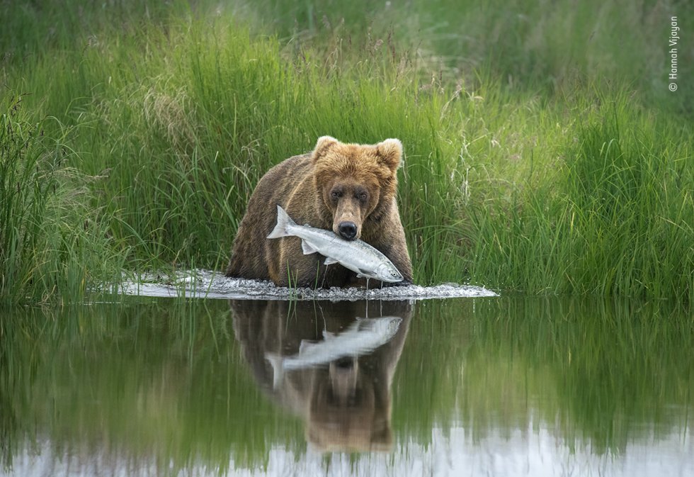 Un oso pardo caza un salmón en un río en el Parque Nacional Katmai de Alaska (EE UU).