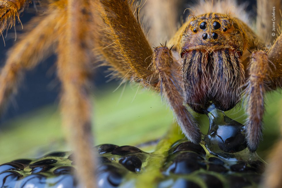 Una gran araña con colmillos negros perfora el huevo de una rana de cristal gigante.
