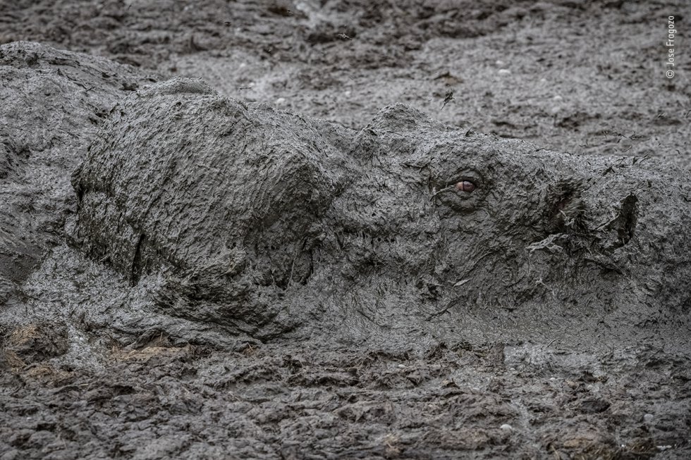 Un hipopótamo emerge sobre una piscina de barro para respirar, en una charca del río Mara, golpeado por la sequía, en la Reserva Nacional Maasai Mara (Kenia). Los hipopótamos se pasan el día sumergidos para mantener su temperatura constante y su piel sensible fuera del alcance del sol, y por la noche salen a pastar en las llanuras aluviales.