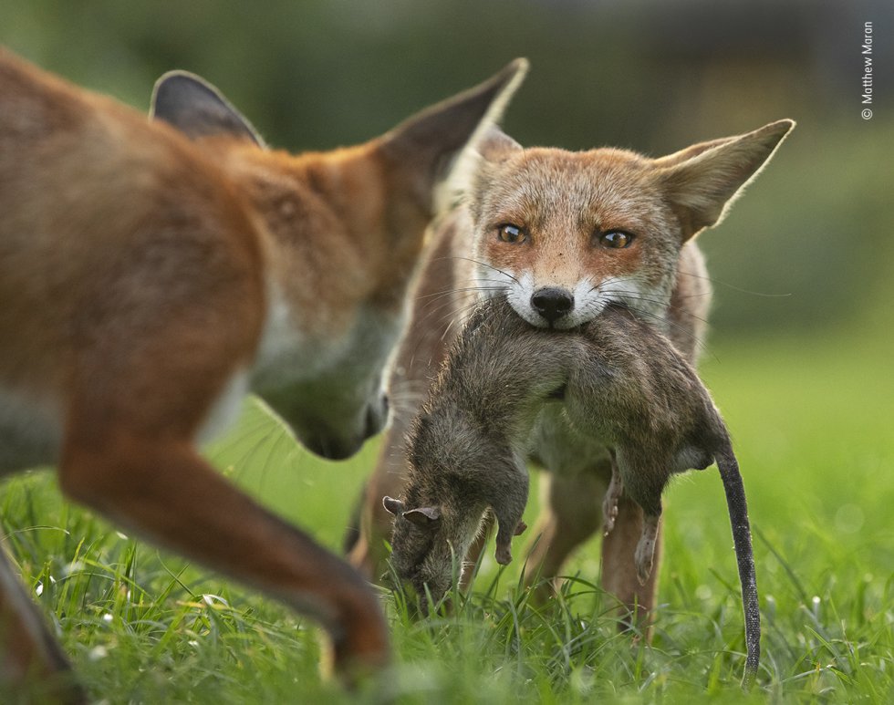 Un zorro se aferra con fuerza a su presa, una rata muerta, mientras otro intenta quitársela, en un campo al norte de Londres.