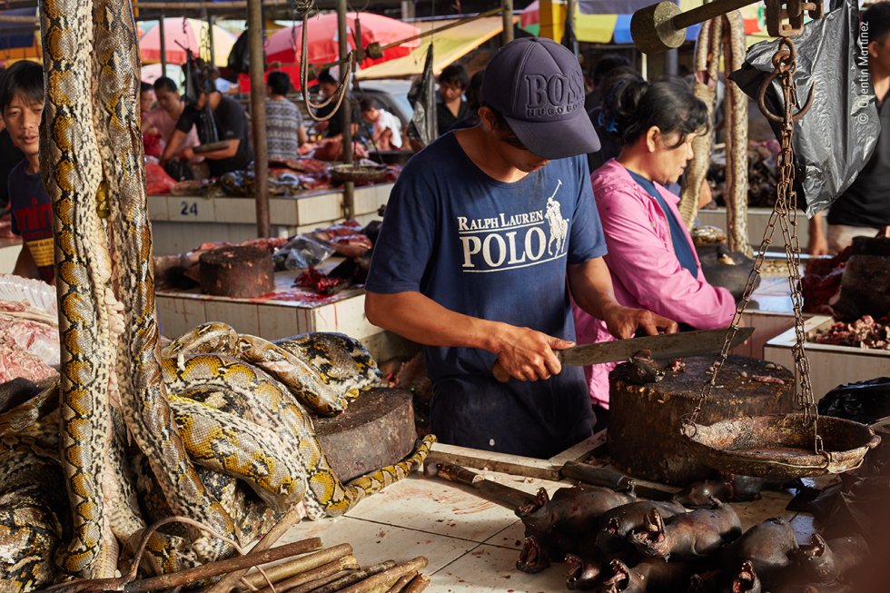 Un comerciante destripa murciélagos frugívoros en el mercado de animales salvajes de Tomohon, al norte de Sulawesi (Indonesia). En la imagen se pueden apreciar otras especies, entre ellas pitones.