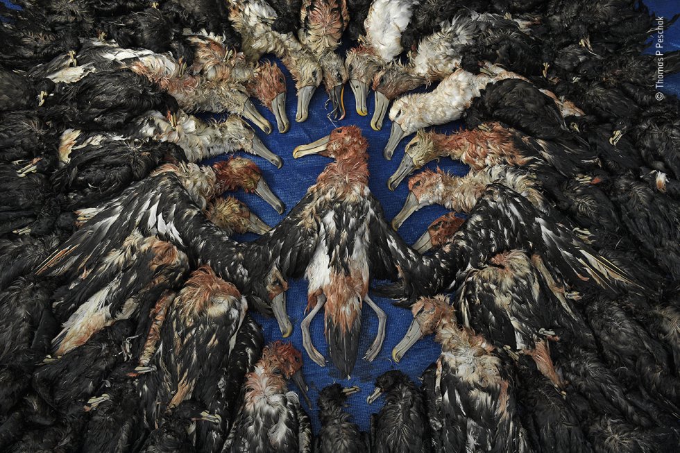Una prueba del éxito de una inicativa de conservación en Sudáfrica. La imagen muestra un número comparativamente menor de aves marinas muertas, en este caso, albatros y petreles de mentón blanco, que los capturadas en años anteriores como consecuencia de la pesca con palangre de los barcos atuneros japoneses que operan de manera ilegal frente a las costas de Sudáfrica.