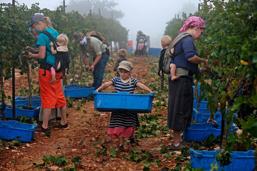 Un grupo de voluntarios evangelistas participan en la cosecha, para la bodega Tura de gestión familiar israelí, en una finca ubicada en el asentamiento ocupado Har Bracha de Cisjordania.