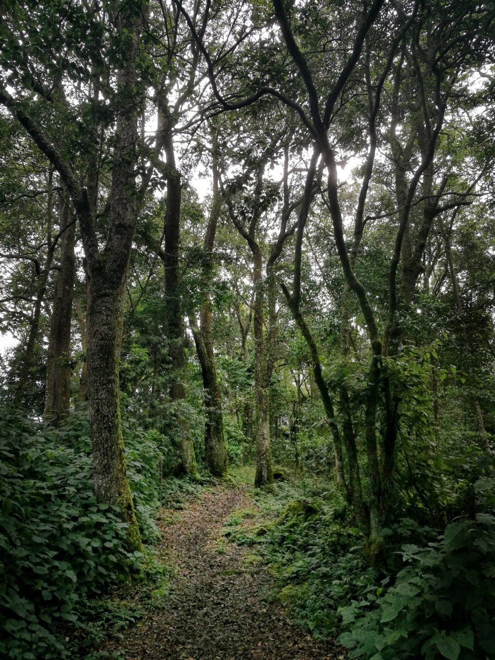 Camino dentro del bosque impenetrable de Bwindi. El parque fue declarado Patrimonio de la Humanidad por la Unesco en 1994.