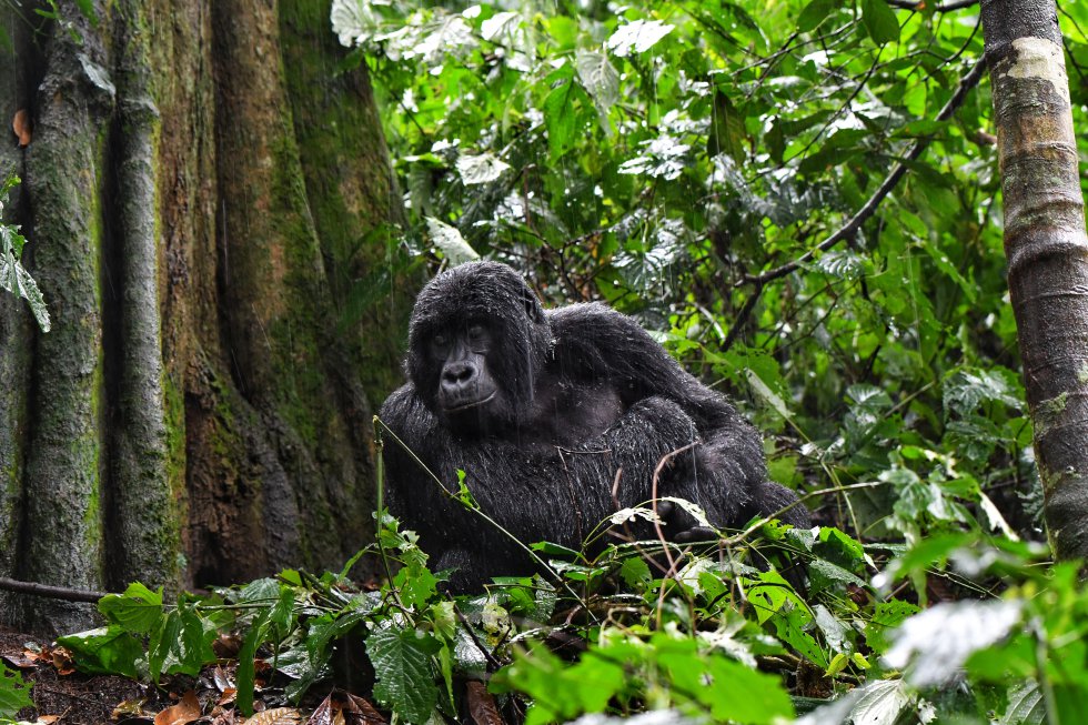 Gorila de montaña joven después de una tormenta en la selva tropical de Bwindi. Este año nacieron siete cachorros, frente a los tres nacidos en 2019; tanto es así que el Servicio de Vida Silvestre de Uganda habla de un "baby boom".