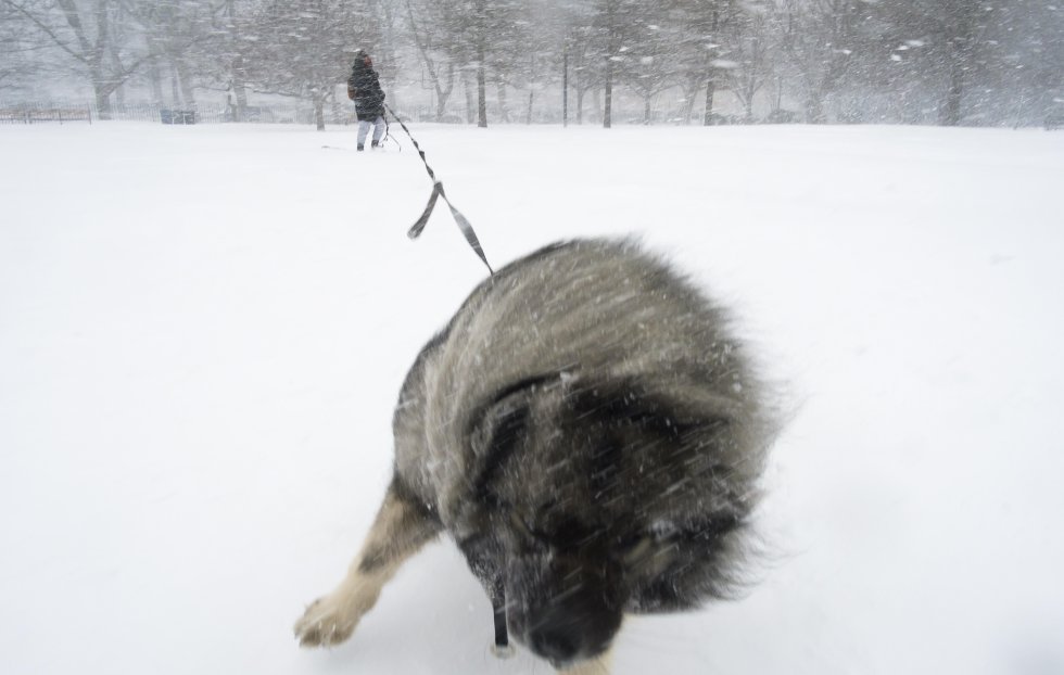 Un perro llamado 'Poutine' juega en un parque mientras cae nieve en el distrito de Brooklyn.