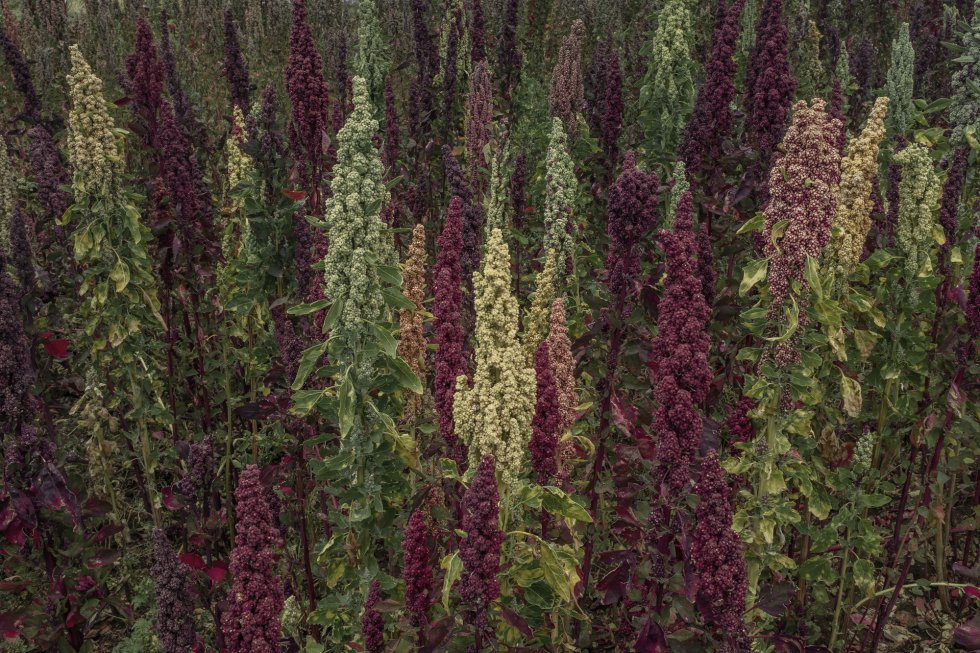 La producción de quinoa hoy abarca 65.280 hectáreas de cultivo y una producción de 89.775 toneladas, según los registros del 2019. En la imagen, mazorcas de quinoa blanca con amarillo y rojo de calidad 'kelluwitulla' que han sido rescatadas por las comunidades campesinas del Altiplano.
