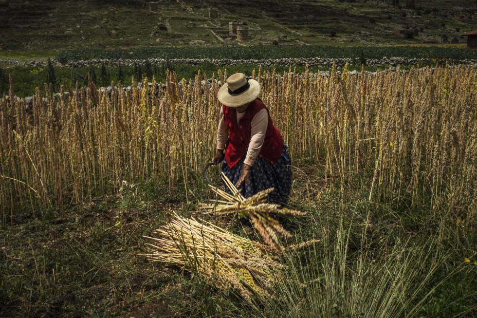 Según datos del Ministerio de Agricultura y Riego de Perú, las áreas sembradas con quinoa han aumentado de 29.000 hectáreas en el 2005 a 68.000 hectáreas en 2014. Una mujer cosecha plantas de quinoa amarilla de calidad 'huaripunchu' en un campo cerca de al sitio arqueológico de Mallkuamaya, en los alrededores de la localidad de Puno.
