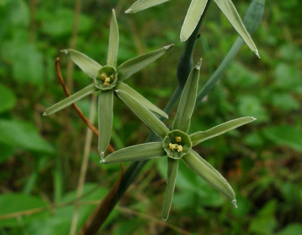 Fotos: Especies extraordinarias de la flora ibérica | Sociedad | EL PAÍS