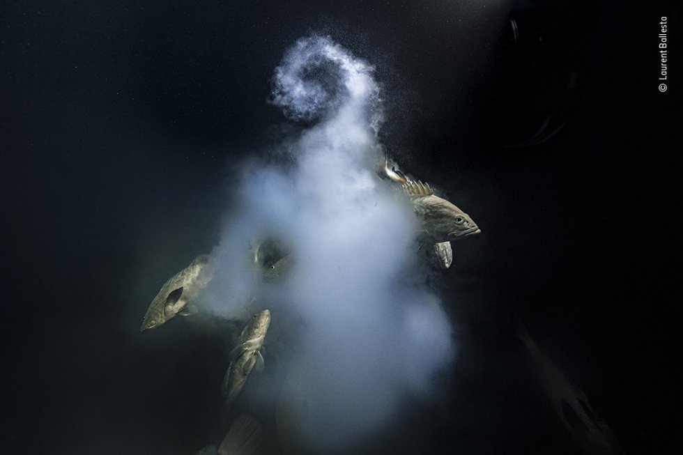 Laurent Ballesta (Francia) se asoma a las profundidades mientras un trío de meros de camuflaje sale de su nube lechosa de huevos y esperma. Durante cinco años, Laurent y su equipo volvieron a esta laguna del atolón de Fakarava (Polinesia Francesa), buceando día y noche para ver el desove anual de los meros de camuflaje. Al anochecer se les unían los tiburones de arrecife que cazaban a los peces. El desove se produce alrededor de la luna llena de julio, cuando hasta 20.000 peces se reúnen en Fakarava, en un estrecho canal del sur que une la laguna con el océano. La sobrepesca amenaza a esta especie, pero aquí los peces están protegidos dentro de una reserva de la biosfera.