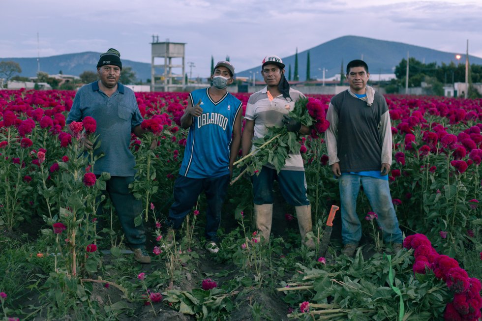 Fotos: Cosecha de flores para el Día de Muertos, en imágenes | Sociedad |  EL PAÍS