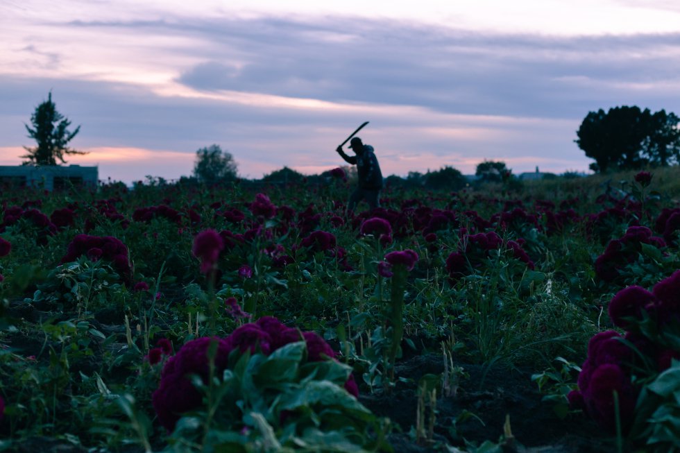 Fotos: Cosecha de flores para el Día de Muertos, en imágenes | Sociedad |  EL PAÍS