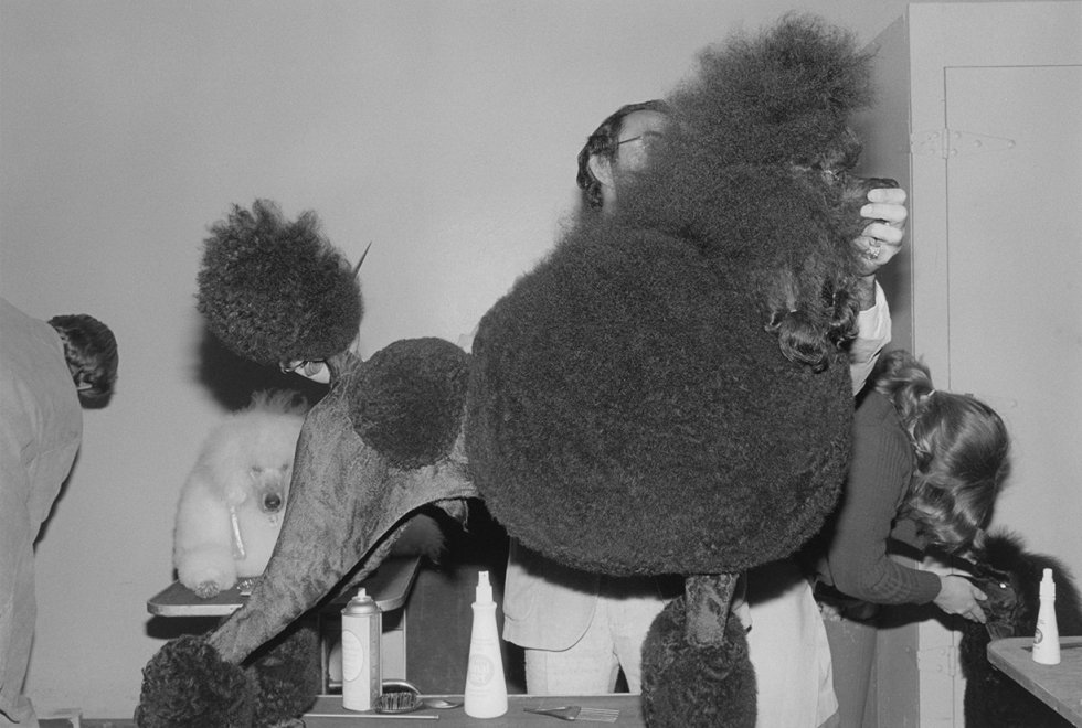 'Dog Show, Oakland, California, 1981'.