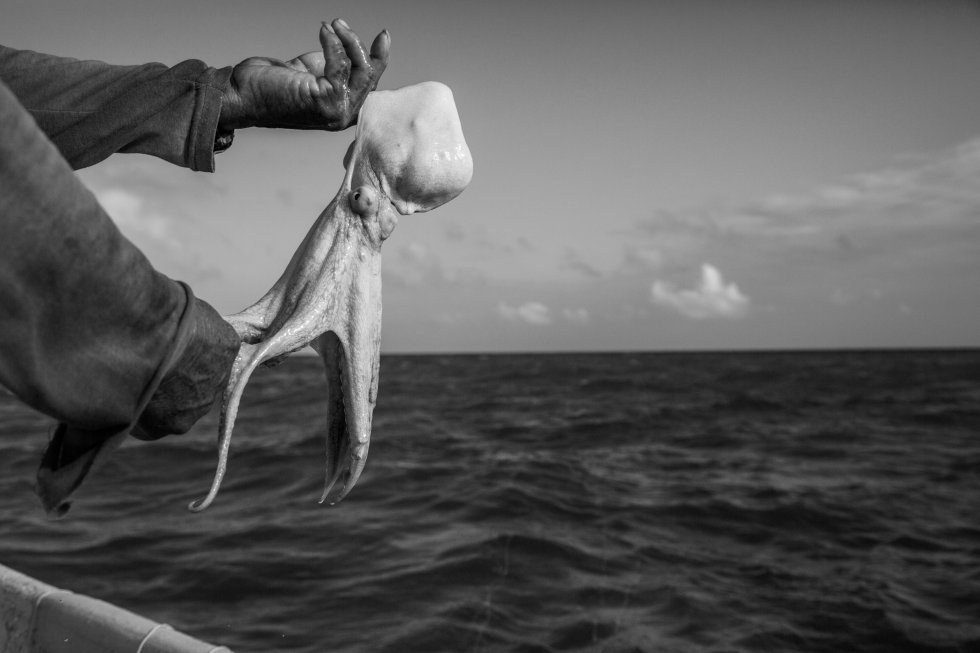 Con el objetivo de preservar la especie, un biólogo marino ha creado la primera granja de pulpos maya, especie endémica de la costa de Yucatán de la que viven unas 15.000 familias.  En la imagen, captura de un pulpo maya en alta mar por un pescador artesanal en los últimos días antes de que comience la veda. En Yucatán la prohibición se extiende de diciembre a agosto para evitar la sobrepesca. 