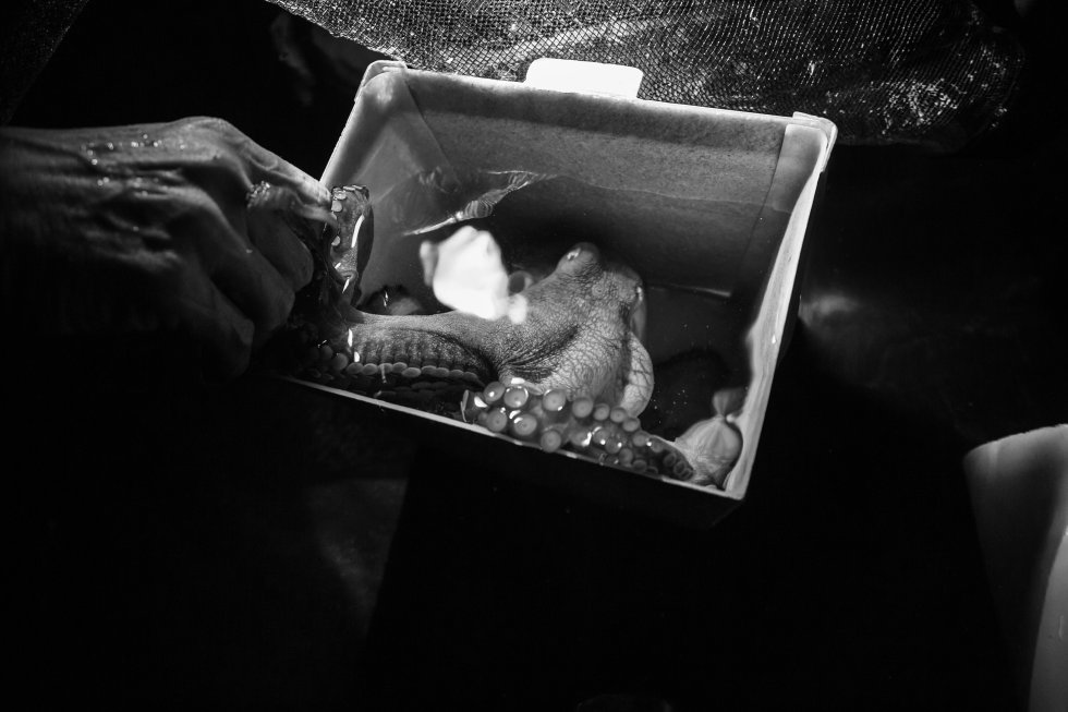 Una hembra de pulpo maya protege sus huevos en un ala del laboratorio, en una especie de incubadora. Una vez nacen las crías, las madres mueren por todo el periodo que pasan sin comer mientras resguardan la puesta.