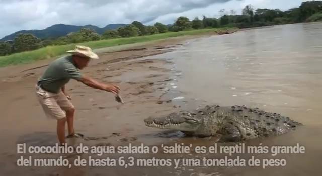 Como hacer bajar de peso mi gator Como hacer bajar de peso mi gator