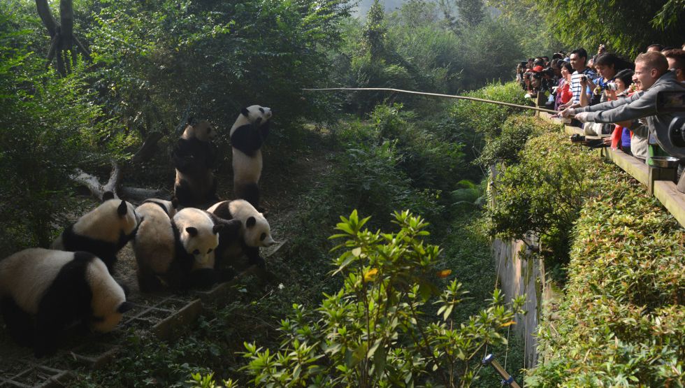 Clan rival flotante Fotos: Chengdú, donde viven los pandas | El Viajero | EL PAÍS