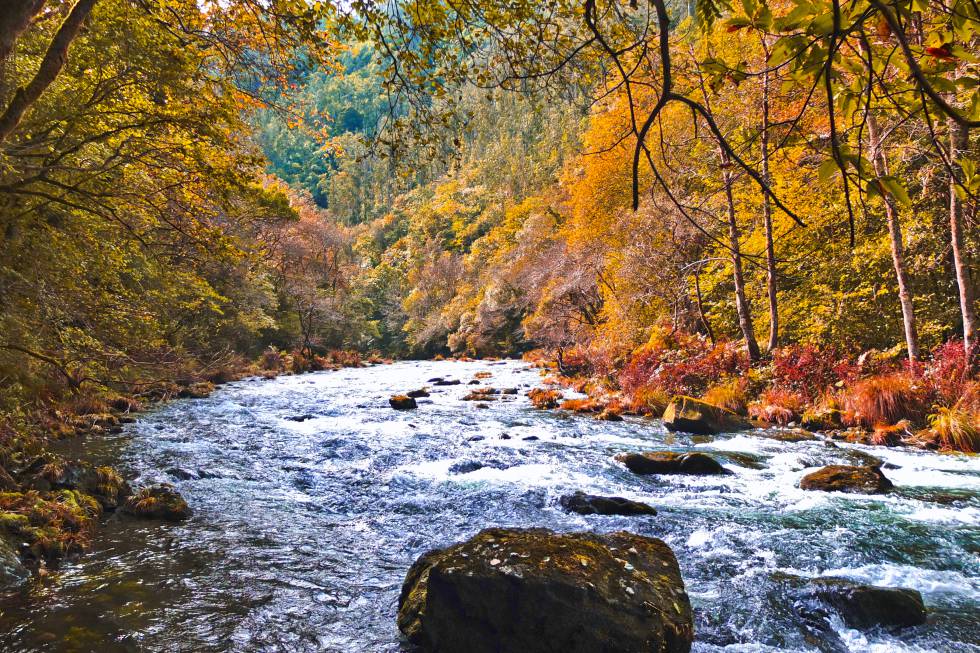 10 superbosques para el otoño