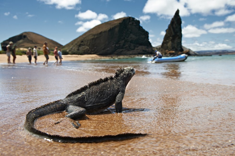 A 1.000 kilómetros al oeste de la costa de Ecuador se alzan las Galápagos, grupo de siete islas mayores y 14 menores (en la foto, la de Bartolomé) que en opinión de los expertos es el archipiélago volcánico mejor conservado del mundo. El parque nacional ocupa el 97% de su superficie terrestre. Su especie más representativa es la tortuga gigante, pero su riqueza faunística es enorme y atesora múltiples endemismos: petreles, cormoranes, gavilán de Galápagos, pingüinos, iguanas terrestres y marinas. Existen 17 especies de mamíferos, 152 de aves, 22 de reptiles y cerca de 2.000 de invertebrados.