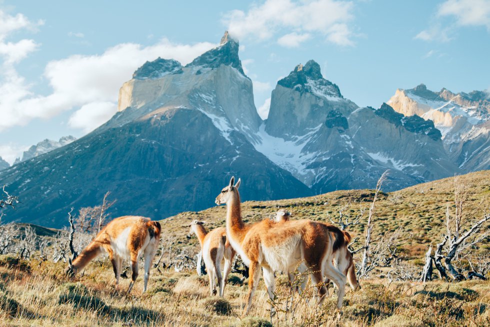 Quienes han visitado el parque nacional Torres del Paine (en la foto), en la región de Magallanes y Antártica chilena, coinciden en destacar la excepcionalidad de su paisaje: macizos majestuosos, lagos color turquesa, icebergs, ríos, bosques de lengas (roble de Tierra del Fuego o roble blanco), pampas vastísimas recorridas por guanacos, ñandúes y pumas. Esta Reserva de la Biosfera de la Unesco recibe tal afluencia de visitantes que es obligatorio reservar para pernoctar en sus campamentos y refugios de montaña.