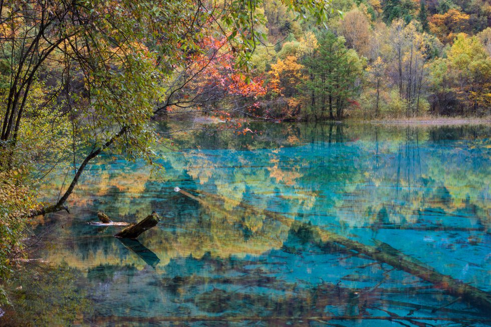 El valle de Jiuzhaigou es un parque nacional, quizás el más reconocido de China, situado en la provincia de Sichuan, al suroeste del país. Un paisaje de ensueño poblado de valles, cascadas, montañas, bosques vírgenes que se doran y enrojecen en otoño, y que se miran en las aguas azules, verdes y turquesas de sus docenas de lagos. Su nombre significa “de las nueve aldeas” y alude a las nueve pueblos tibetanos (siete de ellos aún poblados en la actualidad) que se encuentran dentro de esta reserva de la naturaleza, hogar, también, de unas cien especies de aves y de dos de los mamíferos más amenazados de China: el panda gigante y el mono dorado de nariz chata.