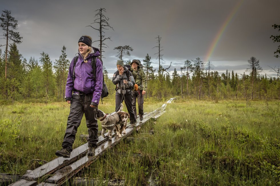 Adentrado en tierras laponas, cerca de la frontera con Rusia, se extiende el parque nacional de Oulanka. Recorriendo sus senderos y pasarelas de madera, el viajero podrá ver orquídeas calypso rosas y blancas (iconos del parque), y renos, y llegará a las cataratas más impresionantes de Finlandia. El Karhunkierros (en la foto), que lo atraviesa, es el itinerario de senderismo más popular del país: completar sus 80 kilómetros puede llevar hasta siete días, a través de bosques y ríos, pernoctando gratuitamente en las cabañas de troncos que hay a lo largo del camino. También hay rutas en canoa.