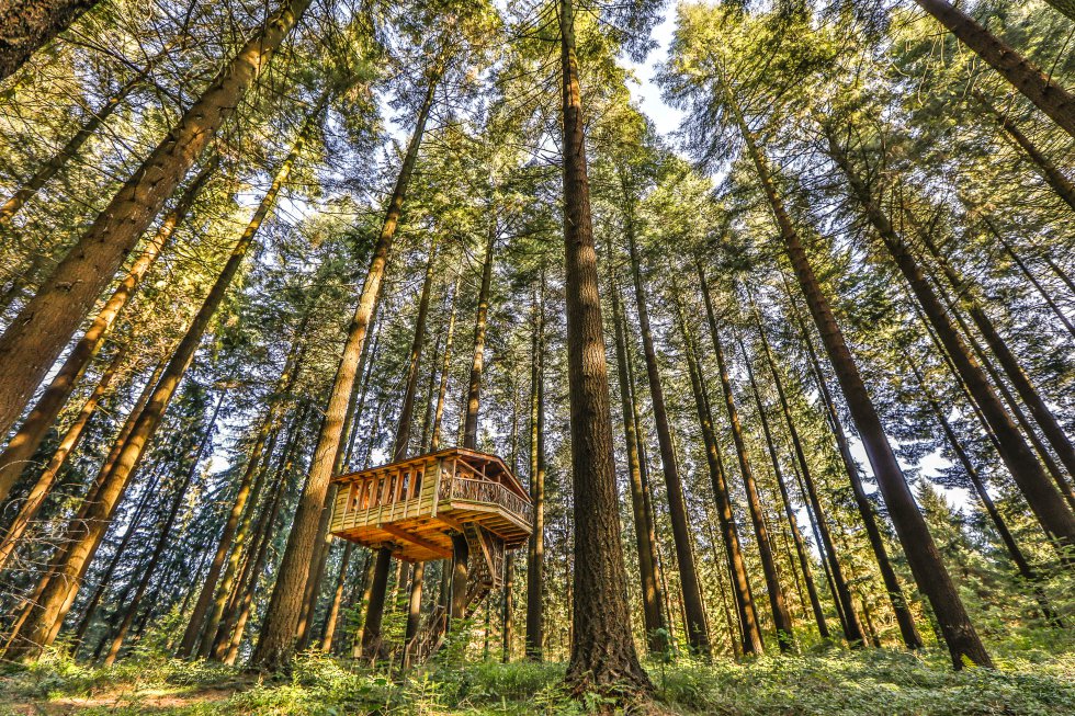pañuelo Nacional Perceptible Fotos: 13 cabañas donde puedes pasar una noche en los árboles | El Viajero  | EL PAÍS