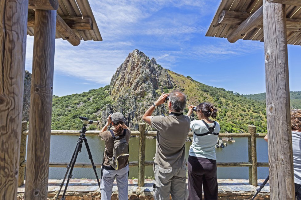 Cuenta una leyenda llena de tópicos que un bandolero gitano perseguido por una pareja de la Guardia Civil de otra época (capa y tricornio de charol) en la sierra de Las Corchuelas llegó hasta la peña Falcón y se quedó sin escapatoria, con el cauce del Tajo por delante y sus perseguidores detrás. Decidió saltar y tan grande fue su impulso que atravesó el río y cayó, de pie, al otro lado. El lugar donde se produjo tan legendaria hazaña es hoy un mirador con vistas impresionantes a las puertas del  parque nacional en Monfragüe , en Cáceres, y visita obligada para los aficionados de la observación de aves.