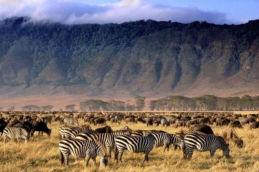 En los más de 260 kilómetros cuadrados de tierra fértil y llana que caben en el enorme cráter de Ngorongoro, en Tanzania, una de las mayores calderas volcánicas del mundo, se despliegan diversos ecosistemas, como sabanas, lagos y pantanos, entre otros. En este particular mundo encajado entre paredes de más de 600 metros de altura conviven unos 25.000 animales de distintas especies, incluidos los llamados cinco grandes: león, leopardo, elefante, búfalo y rinoceronte. Los safaris de turistas bajan en todoterreno por las paredes del cráter, alfombradas de un espeso bosque, para disfrutar de este espectáculo de la naturaleza.