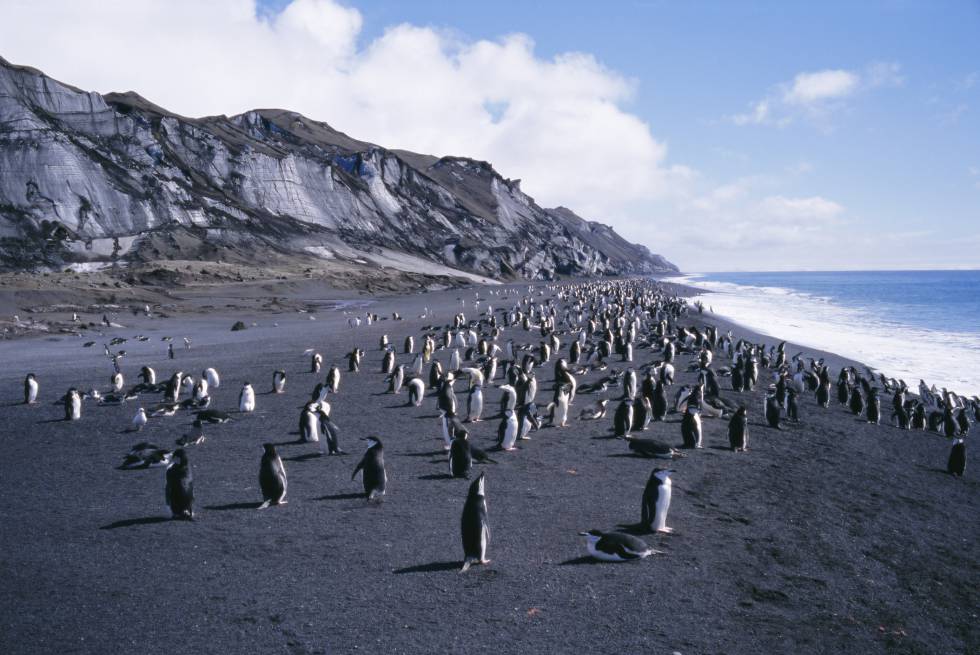 A Ilha Decepção brilha com a própria luz no remoto arquipélago das Ilhas Shetland do Sul, na ponta norte da Antártida, com um porto secreto ocupando a cratera de um vulcão. Você pode entrar pela boca estreita da baía cercada por praias de areia preta e encostas nevadas, cobertas de gelo e cinzas, onde se refugiam colônias de pinguins-de-barbicha. O visitante se depara com o passado industrial da ilha em sua estação baleeira abandonada, destruída em parte por uma erupção. E, claro, é bom levar traje de banho para nadar nas correntes geotérmicas da ilha. Pode-se chegar à Deception Island em cruzeiros pela Antártida que partem do sul da Argentina.