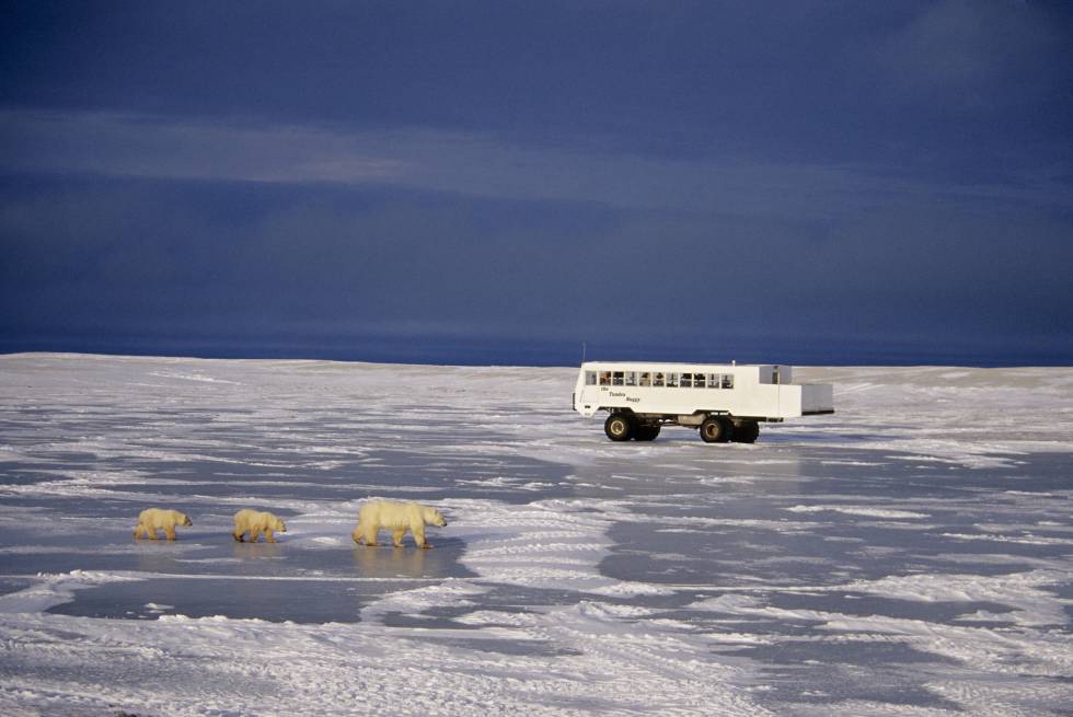 A cada vez há mais conexões aéreas e pacotes turísticos para descobrir a natureza da remota Manitoba. Afastada de tudo, ou de quase tudo, a região canadense convida a desfrutar de vários pequenos lagos (mais de 100.000) onde pescar no gelo, avistar ursos polares nas redondezas de Churchill (desde a segurança de um veículo especial de safáris fotográficos, na imagem), ou percorrer a baía de Hudson em kayak, junto a baleias brancas que nadam nela a cada verão: quase 60.000 baleias migram anualmente a estas águas. A capital, Winnipeg, conserva seu ar multicultural, com uma população procedente de países dos mais diverso: desde Filipinas até Nigéria ou Índia.
