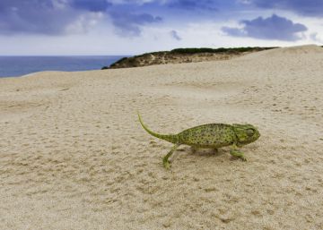 Spain’s 10 best beaches, according to EL PAÍS readers