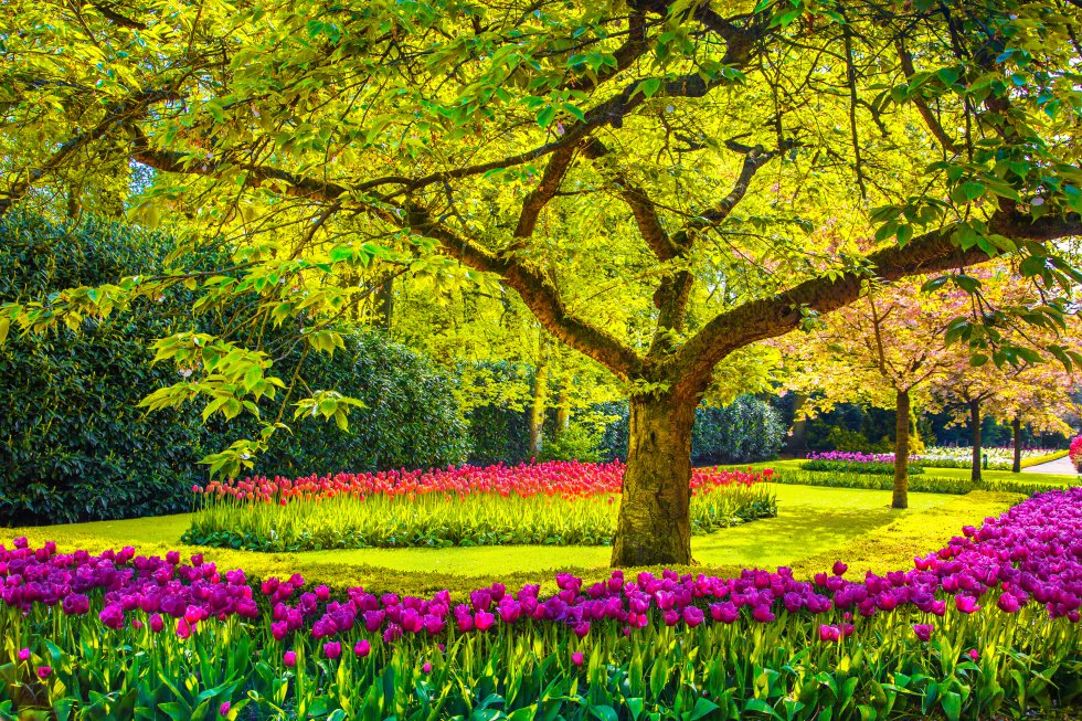 Tan espectacular como efÃmero, el jardÃn Keukenhof , en Lisse , a mitad de camino entre Ãmsterdam y La Haya, solo abre en primavera (del 21 de marzo al 10 de mayo en 2020), cuando florecen más de siete millones de bulbos de 800 variedades de tulipanes. Es el jardÃn de tulipanes más grande del mundo pero en sus 32 hectáreas se pueden contemplar además jacintos, narcisos, rosas, claveles, lirios, azucenas. Y orquÃdeas, a las que dedica uno de sus cuatro pabellones. En otro, llamado Juliana, se organiza la exposición 'Tulip-ManÃa'. Los niños pueden disfrutar de búsquedas del tesoro, un laberinto o una granja de animales con gallinas y cabras.