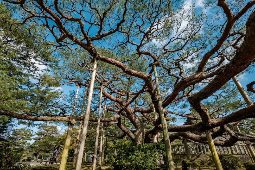 Kenrokuen forma, junto con Korakuen (en Okayama) y Kairakuen (en Mito), la terna de jardines más bellos de Japón, según los propios nipones. Su nombre significa JardÃn de los Seis Atributos , y hace referencia a que este espacio verde combina y aúna los seis elementos del jardÃn perfecto, según dejó escrito el famoso poeta chino Li Gefei en su libro de jardinerÃa: espacio, calma y serenidad, elementos artificiales y antiguos, agua abundante, amplias vistas. Alberga la casa de té Yugao-tei, la casa de descanso Shigure-tei, el puente Ganko-bashi, los majestuosos pinos Karasaki o la fuente más antigua del paÃs. En 1985 fue declarado Sitio Nacional de Belleza Escénica Especial.