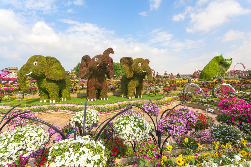 El nombre no podÃa haber sido más acertado: JardÃn del Milagro (Miracle Garden) es un espacio de 72.000 metros cuadrados cubierto por más de 45 millones de flores que crecen en mitad del desierto de Dubái, una de las zonas más áridas e inhóspitas del mundo. Un milagro de la tecnologÃa, en todo caso, que se inauguró en el DÃa de San ValentÃn de 2013 y se ha convertido en el mayor jardÃn de flores naturales del mundo. Alfombra formas extravagantes, excesivas incluso: desde relojes a pavos reales con las colas desplegadas pasando por aviones, coches, casas o barcos. Un parque de atracciones floral que, eso sÃ, cierra en verano; volverá a abrir de noviembre a abril de 2020. Hasta para los milagros hay lÃmites.