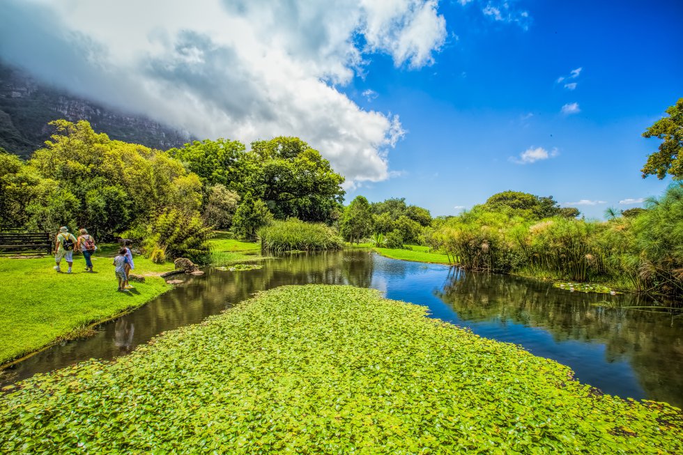 Kirstenbosch, término utilizado por los boers o afrikaners para designar âjardÃn botánicoâ, es el mayor de los ocho jardines botánicos nacionales de Sudáfrica, y está considerado uno de los más bellos del planeta. Más de 7.000 especies diferentes de plantas de la región âaromáticas, medicinales, ornamentalesâ crecen en sus 528 hectáreas divididas en 470 hectáreas de vegetación natural y 58 de jardines acondicionados. Kirstenbosch alfombra la Montaña de la Mesa , a 13 kilómetros del centro de Ciudad del Cabo, y en verano invita a disfrutar de conciertos al aire libre, durante la puesta de sol, todos los domingos.