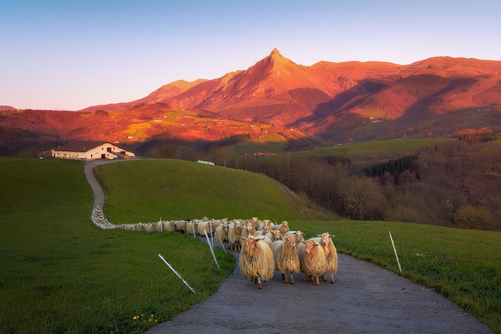 La sierra de Aralar despunta a caballo entre Navarra y Gipuzkoa, pero solo la parte vasca está declarada parque natural. Abaltzisketa y Ataún son las dos puertas de entrada a una de las áreas montañosas más importantes de Euskadi, que tiene en la cima del Txindoki (o Larrunarri) uno de sus iconos. Con muchas posibilidades de turismo de naturaleza, gastronómico y etnográfico: caseríos, el queso Idiazabal, la sidra, rutas senderistas, ecuestres y en bicicleta de montaña. Y temperaturas suaves durante todo el año, 17ºC las máximas, 7ºC las mínimas (siempre de media). En la imagen, un rebaño de ovejas en Lazkaomendi con vistas a la montaña Txindoki.