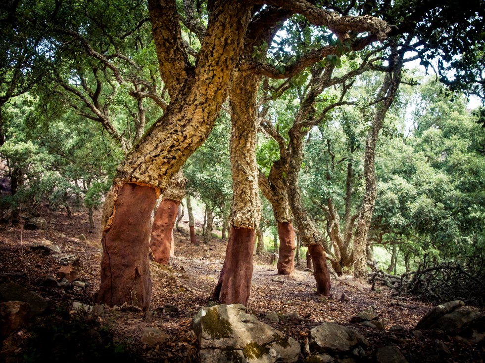 Fotos 15 Rincones Fresquitos En España Para Huir Del Calor Este Verano