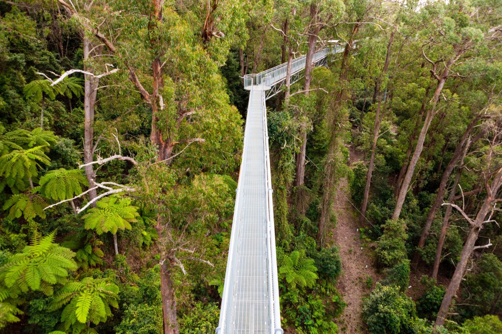 Não é apenas um mirante, mas algo muito mais original: a melhor maneira de se conectar com os pássaros. Esta caminhada atravessa as copas das árvores dos planaltos frondosos do sul da Austrália, clima temperado. A 25 metros acima do solo, entre eucaliptos, acácias e amoreiras, o Illawarra Fly Treetop Walk ( illawarrafly.com ) tem uma plataforma de 500 metros com vistas espetaculares sobre o dossel da floresta e as escarpas das montanhas circundantes, que fazem parte da Great Divide Range. Você também pode escalar a Knights Tower (torre dos Cavaleiros), 20 metros acima da plataforma. No segundo sábado de cada mês, o Illawarra Fly Treetop Walk abre das 6h às 9h para contemplar ao nascer do sol (você tem que reservar).