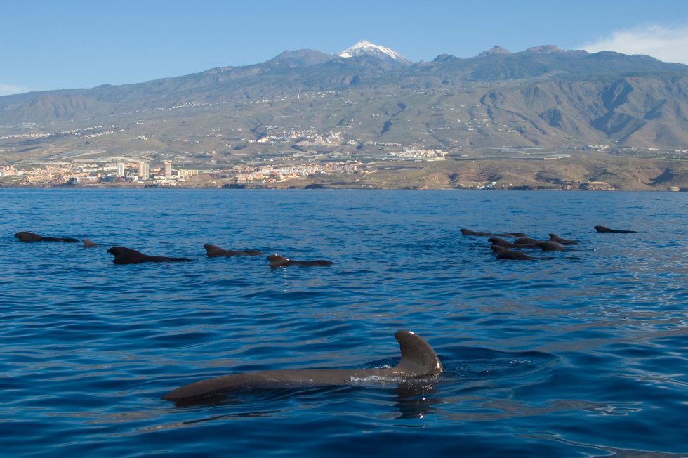 O arquipélago das Canárias foi o pioneiro na avistagem de cetáceos em Espanha e também o primeiro a regular a actividade.  O melhor lugar para vê-los é La Traviesa, o canal que separa as ilhas de Tenerife e La Gomera.  Essa estreita faixa, com abundante vida marinha e áreas que chegam a 2.000 metros de profundidade, é o habitat escolhido por uma colônia de cerca de 250 baleias-piloto como residência permanente.  Como cachalotes, baleias assassinas e golfinhos, as baleias-piloto são cetáceos dentados que caçam peixes, lulas e outros cefalópodes à noite, descendo a alturas de até 1.000 metros, e passam o dia em família perto da superfície, onde é fácil vê-los.  Março passado,