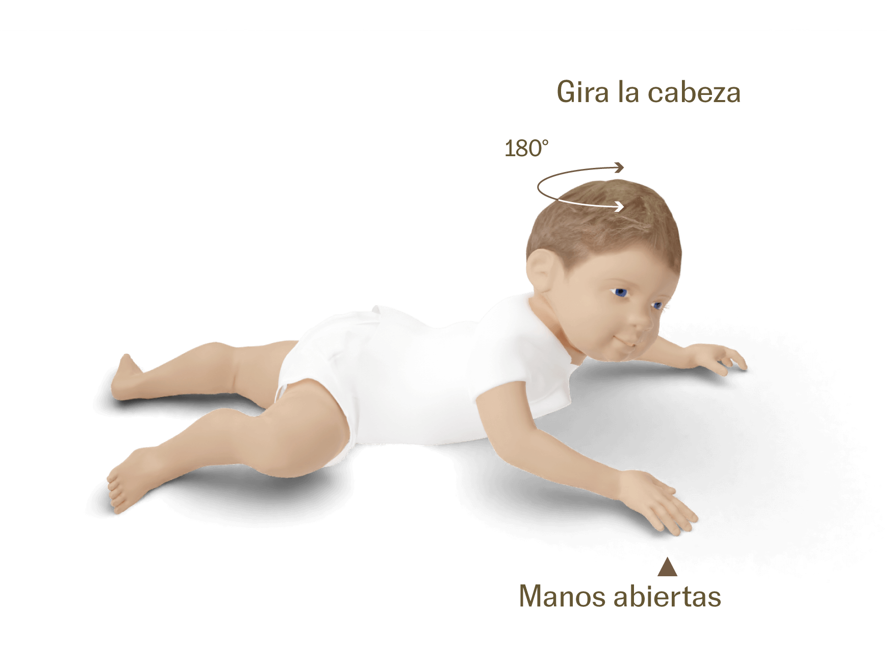 Bebé de un año. Desarrollo del bebé mes a mes