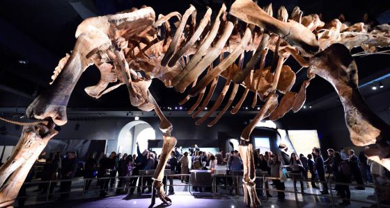 Nueva York Recibe A Uno De Los Mayores Dinosaurios Descubiertos Estados Unidos El Pais