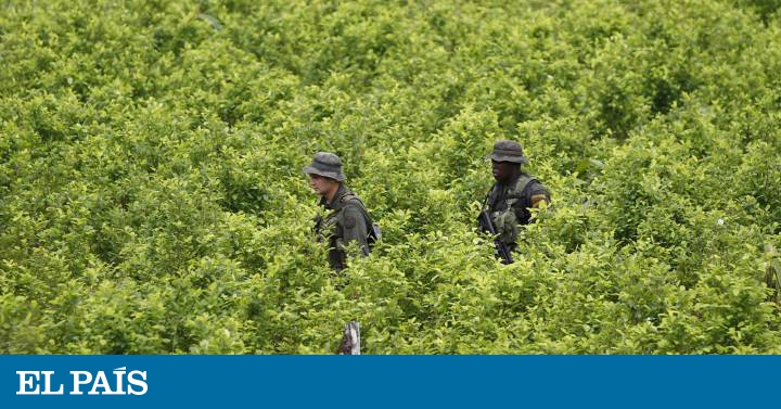 Colombia Recupera Las Polemicas Fumigaciones Con Glifosato Contra Los Cultivos De Coca Colombia El Pais