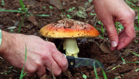 imagenes de hongos setas