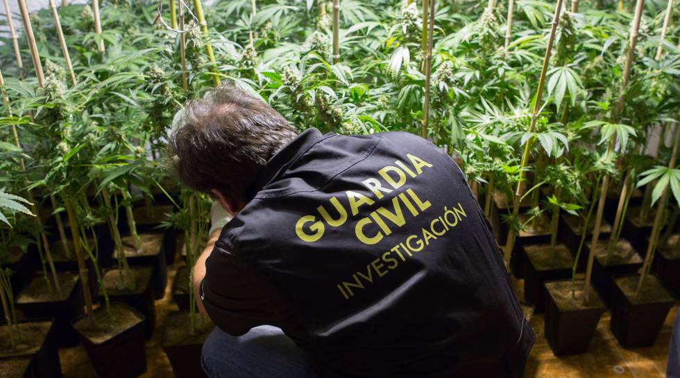 Cannabis Plantations In Spain Andalusias Burgeoning Home - 