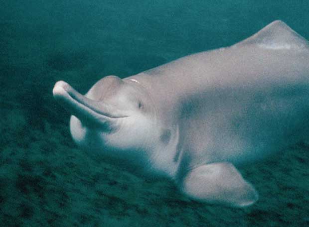 Fotos: Desaparición del delfín chino &#39;baiji&#39; | Sociedad | EL PAÍS