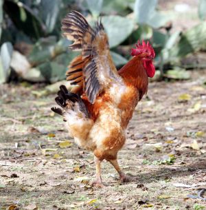 Cresta de gallo en la mujer
