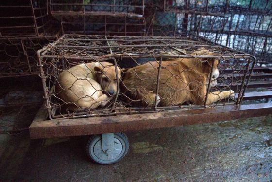 Cae una red en China que traficaba con perros y gatos para consumir su  carne | Sociedad | EL PAÍS
